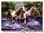 نخ و نقشه اسبهای بهشتی2
