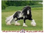 تابلوفرش دستبافت اسب جیپسی