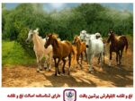 نخ و نقشه اسبهای وحشی