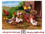قیمت نخ و نقشه تابلو فرش دهکده