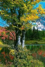 قیمت نخ و نقشه دریاچه آرام