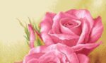 قیمت نخ و نقشه شکفتن گلها
