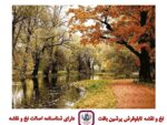 قیمت نخ و نقشه تابلو فرش پاییزان