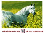 قیمت نخ و نقشه زیبای وحشی سایز دو (تشعیر) 