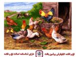 قیمت نخ و نقشه تابلو فرش ده