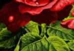 قیمت نخ و نقشه شاخه های رز شش (دارچوبک) 
