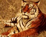 قیمت نخ و نقشه ببر بنگال سایز یک (دارچوبک)