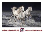 قیمت نخ و نقشه تاختن در ساحل