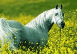 قیمت نخ و نقشه زیبای وحشی سایز دو (تشعیر) 