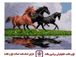 قیمت نخ و نقشه رها در دشت