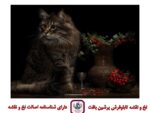 قیمت نخ و نقشه گربه اشرافی