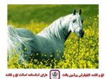 قیمت نخ و نقشه زیبای وحشی سایز یک (دارچوبک)