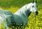 قیمت نخ و نقشه زیبای وحشی سایز یک (دارچوبک)
