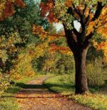 قیمت نخ و نقشه پارک طبیعی