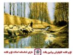 قیمت نخ و نقشه شبان و گله سایز یک (دارچوبک)