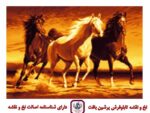 قیمت نخ و نقشه شکوه اسبها سایز دارچوبک