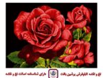 قیمت نخ و نقشه شاخه های رز سه (تشعیر)