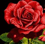 نخ و نقشه شاخه های رز سه (تشعیر) - Image 4