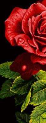 قیمت نخ و نقشه شاخه های رز چهار (تشعیر)