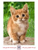 قیمت نخ و نقشه گربه کوچولو