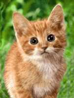 قیمت نخ و نقشه گربه کوچولو