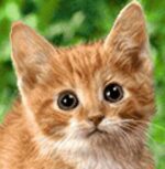 قیمت نخ و نقشه گربه کوچولو