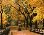 قیمت نخ و نقشه پارک پاییزی