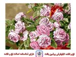 قیمت نخ و نقشه گلهای رز صورتی 