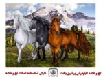 قیمت نخ و نقشه تابلو فرش سه اسب