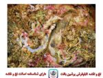 قیمت نخ و نقشه تابلو فرش ساز ساقی