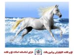 قیمت نخ و نقشه تابلو فرش اسب کنار دریا