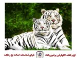 قیمت نخ و نقشه تابلو فرش دو ببر