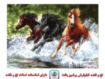 قیمت نخ و نقشه تابلو فرش فرار اسبهای وحشی