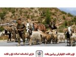 قیمت نخ و نقشه تابلو فرش بازگشت از چراگاه