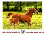 قیمت نخ و نقشه تابلو فرش کره اسب