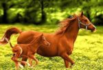 قیمت نخ و نقشه تابلو فرش کره اسب