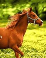 قیمت نخ و نقشه تابلو فرش کره اسب