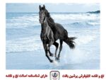 قیمت نخ و نقشه تابلو فرش مشکی