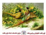 قیمت نخ و نقشه تابلو فرش قرقاول