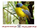 قیمت نخ و نقشه تابلو فرش قناری