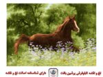 قیمت نخ و نقشه تابلو فرش اسب در چمن زار