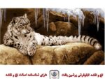 قیمت نخ و نقشه تابلو فرش پلنگ