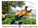 قیمت نخ و نقشه تابلو فرش قرقاول ۲