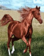 قیمت نخ و نقشه حیوانات اسب در بیشه زار 