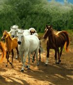 قیمت نخ و نقشه حیوانات اسب ها در جنگل
