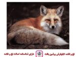 قیمت نخ و نقشه حیوانات روباه