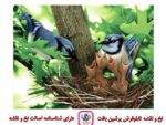 قیمت نخ و نقشه حیوانات پرنده مادر