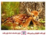 قیمت نخ و نقشه حیوانات آهو