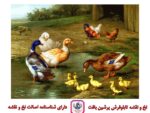 قیمت نخ و نقشه حیوانات در دهکده