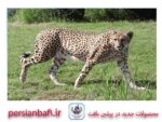 قیمت نخ و نقشه حیوانات یوزپلنگ
